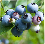 Blueberries Blueberries