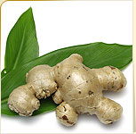 Ginger Ginger